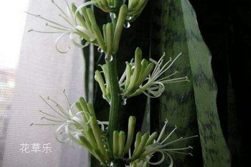 虎皮兰开花有什么预兆？虎皮兰怎样养才会开花